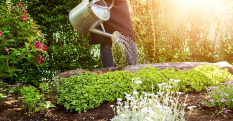 Seasonal Watering Guide: Tips for Spring, Summer, Fall, and Winter