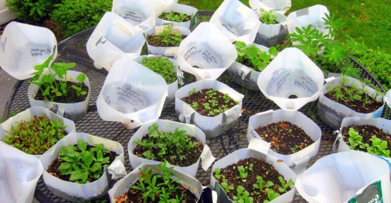 Secrets to Growing Fresh Produce All Winter Long