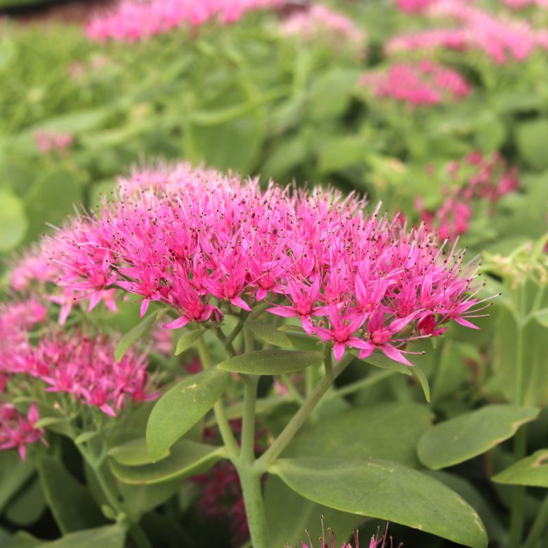 Sedum (Sedum spectabile)