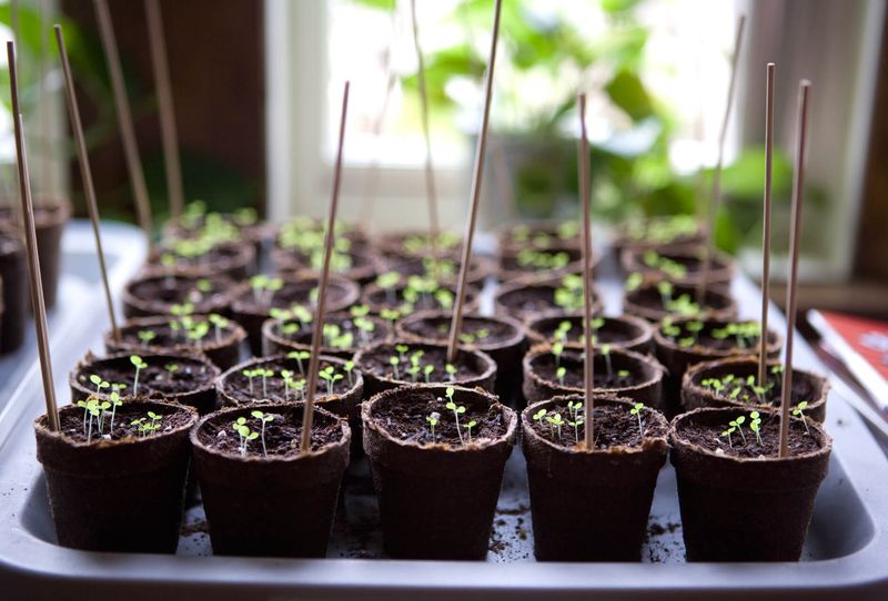 Seed Starting Indoors