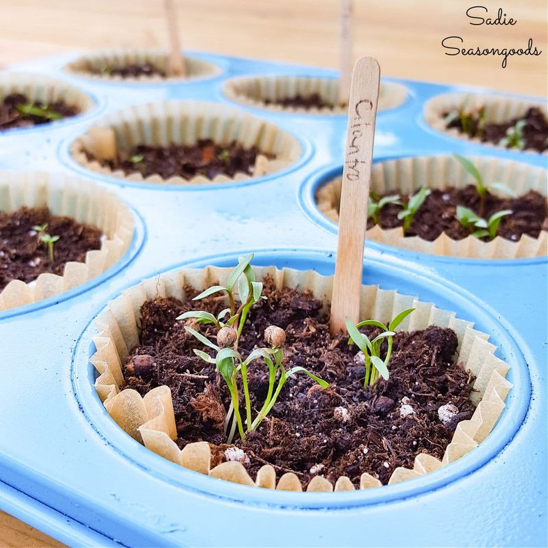 Seedling Trays