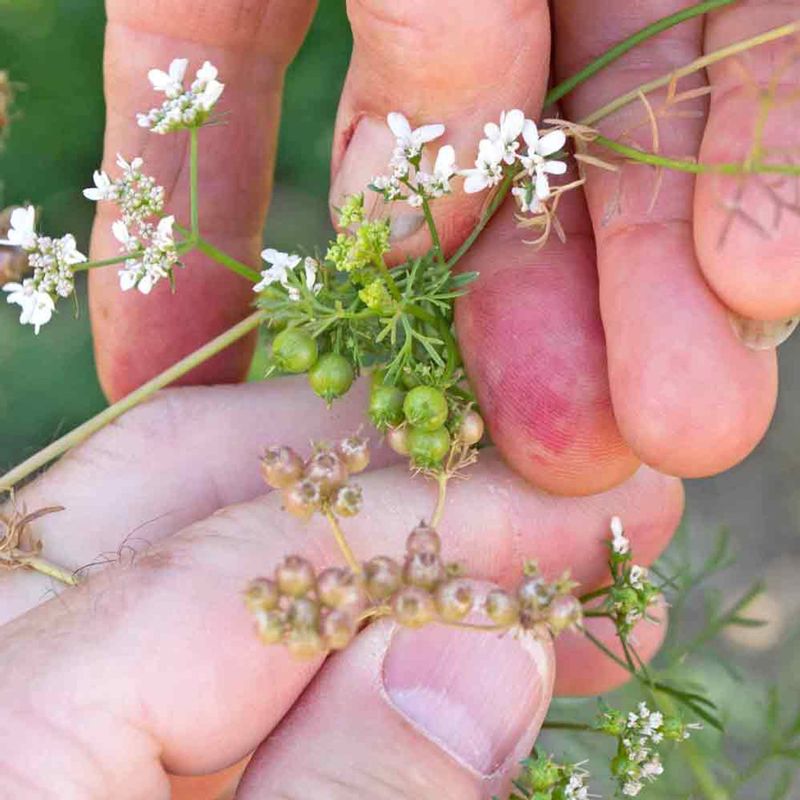 Seeds for Future Harvests