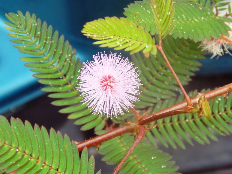 Sensitive Plant (Mimosa Pudica)