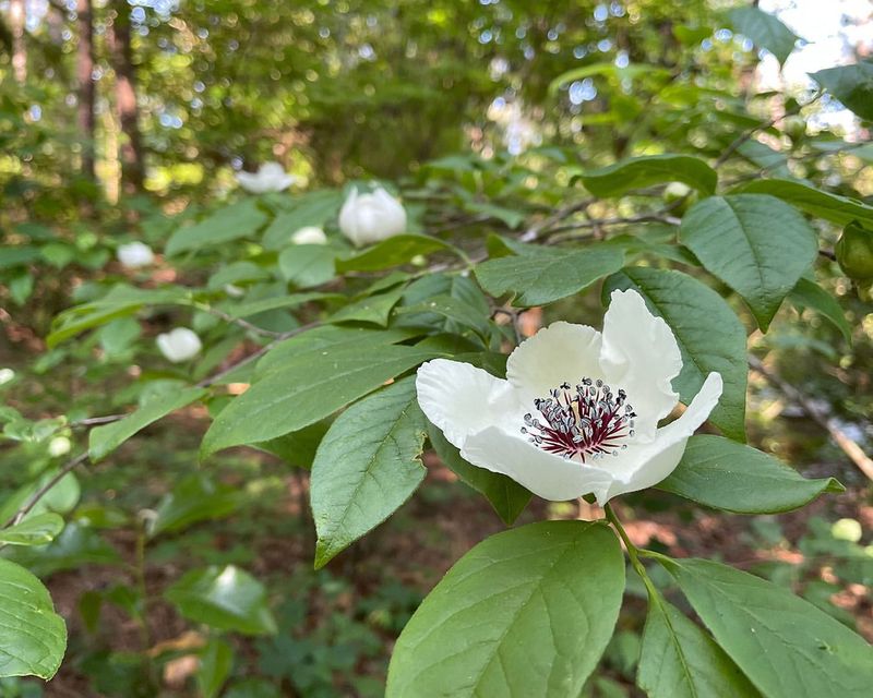 Silky Camellia (Stewartia malacodendron)