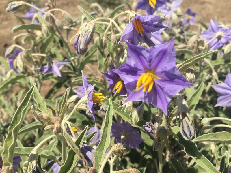 Silverleaf Nightshade (Solanum elaeagnifolium)