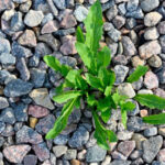 Smart Solutions for Managing Weeds in Gravel Driveways and Paths