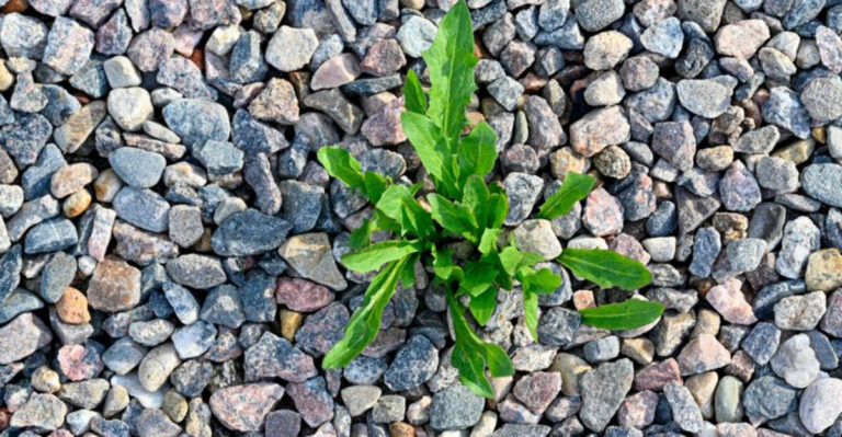 Smart Solutions for Managing Weeds in Gravel Driveways and Paths