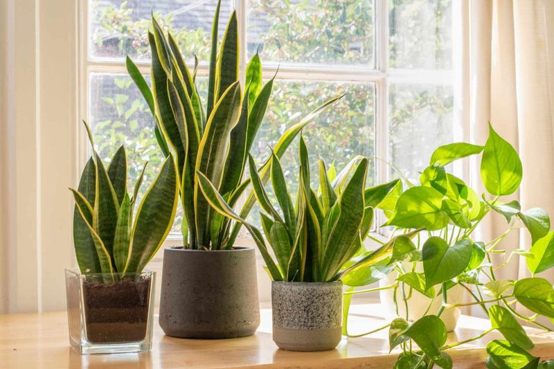 Snake Plant for the Bedroom