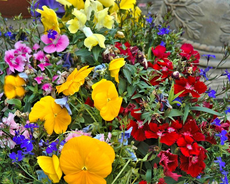 Snapdragons and Pansies