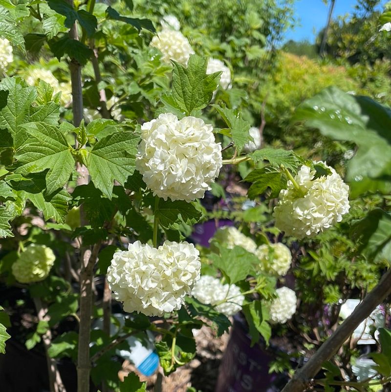 Snowball Viburnum (Viburnum opulus ‘Roseum’)