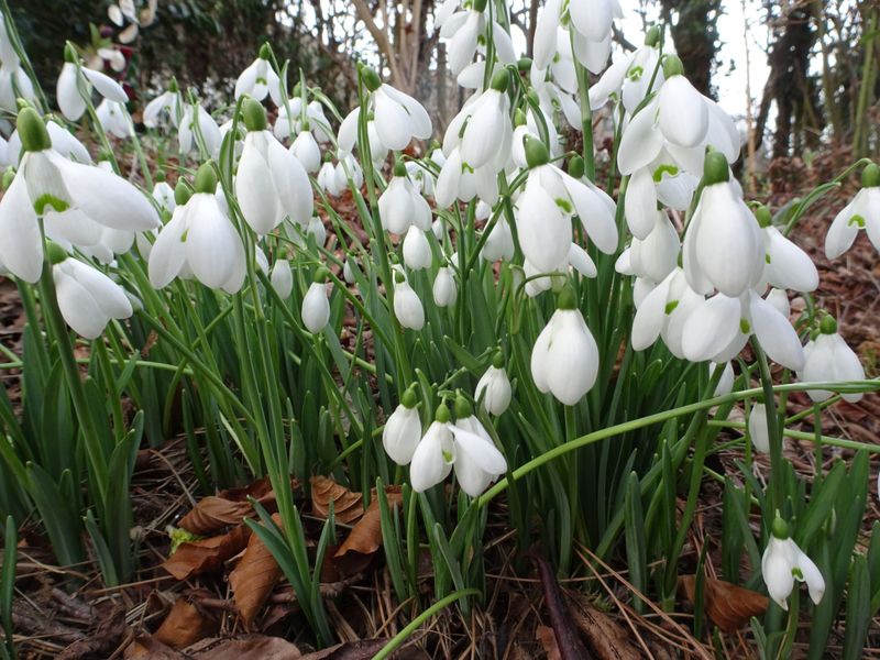 Snowdrop (Galanthus)