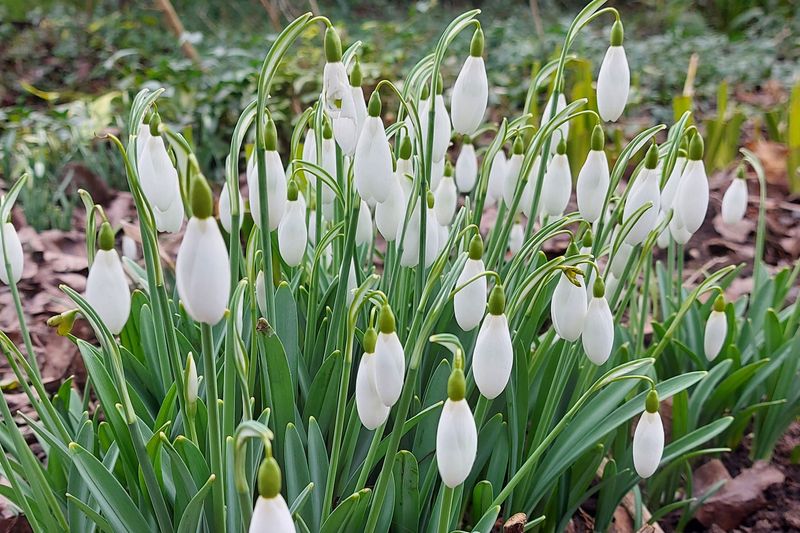 Snowdrops