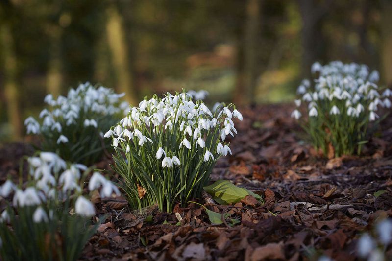 Snowdrops