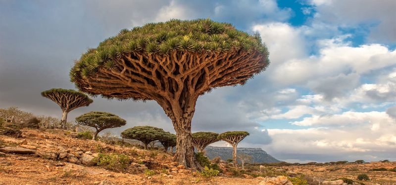 Socotra Dragon Tree