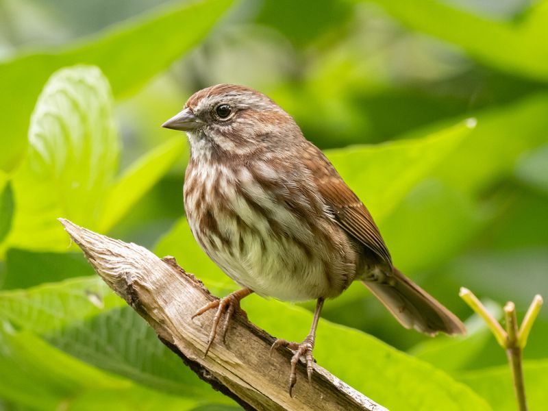 Song Sparrow