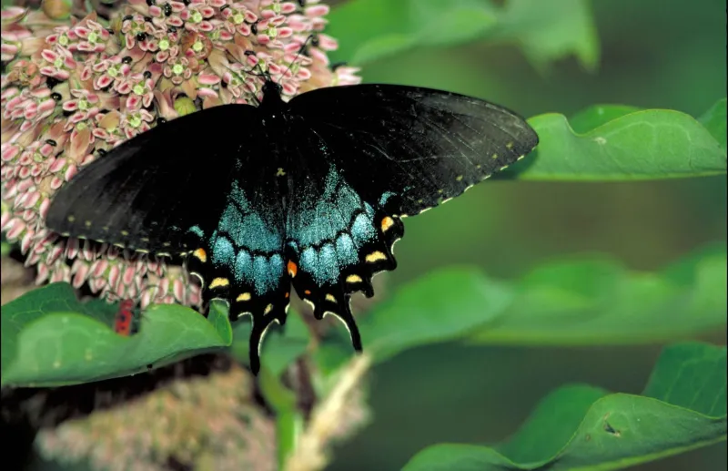 Spicebush Swallowtail