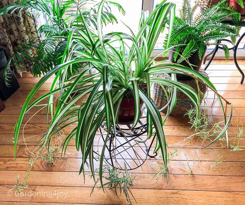 Spider Plant (Chlorophytum comosum)