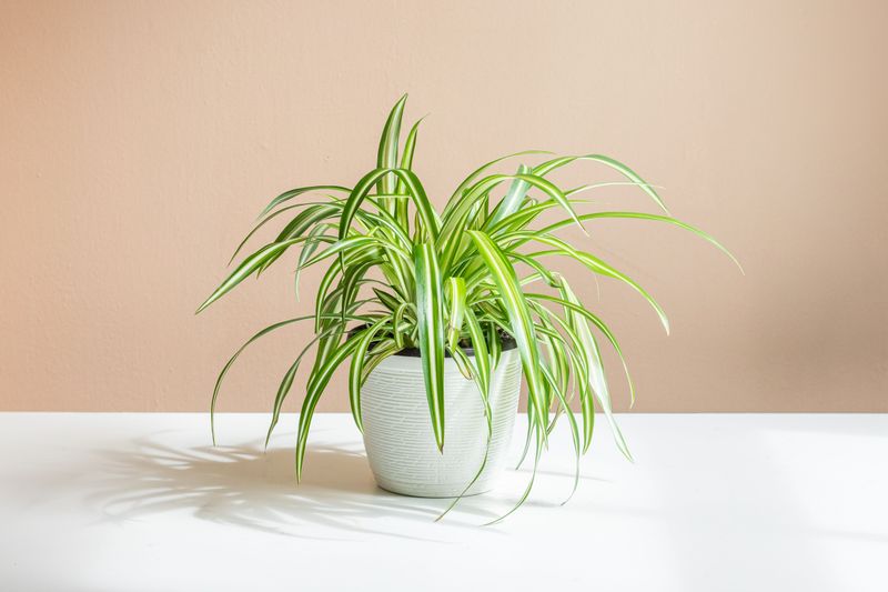 Spider Plant for the Office