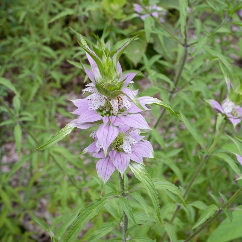 Spotted Bee Balm