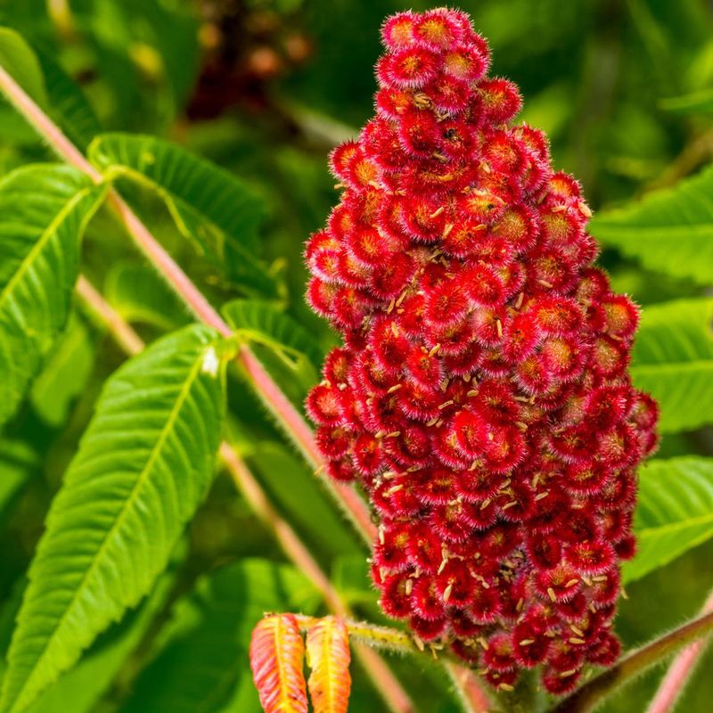 Staghorn Sumac