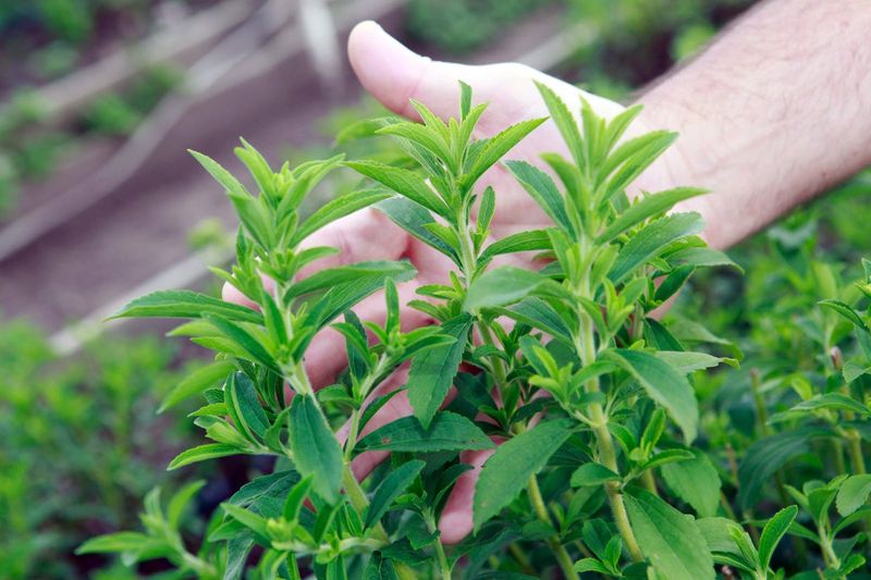 Stevia