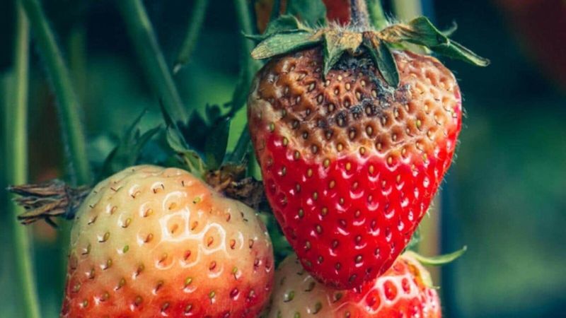 Strawberries