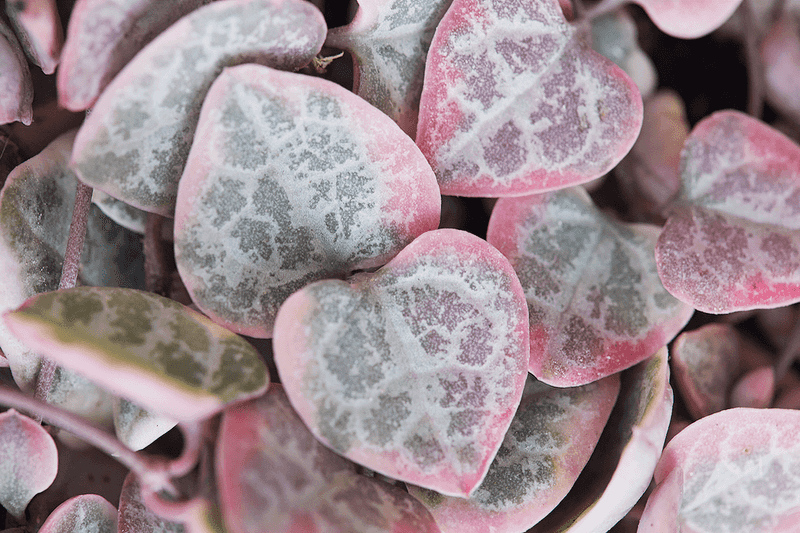 String of Hearts (Ceropegia woodii)