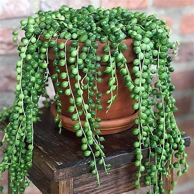 String of Pearls