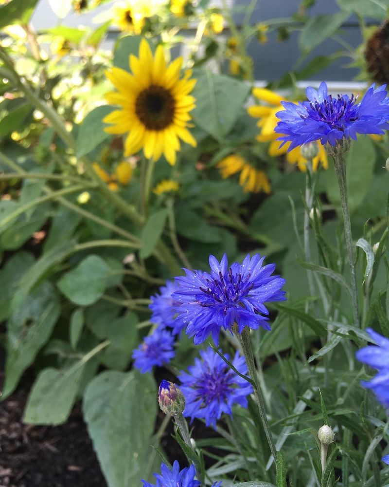 Sunflowers and Cornflowers