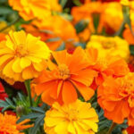 Surprising Reasons Gardeners Swear by Marigolds