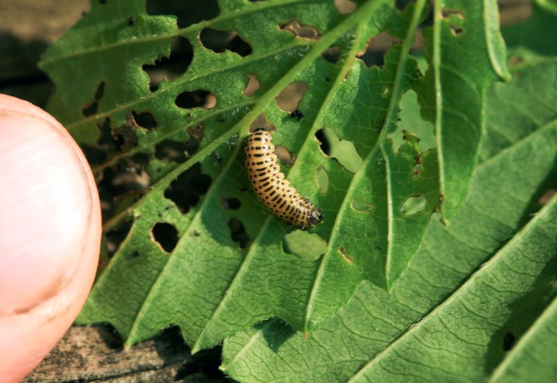 Susceptibility to Pests