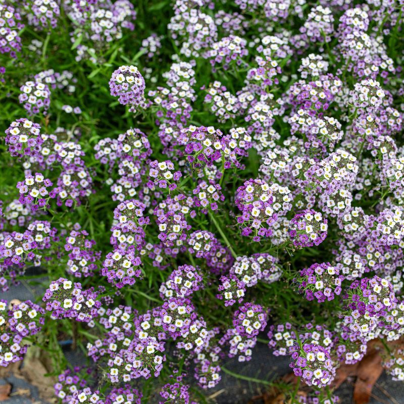 Sweet Alyssum