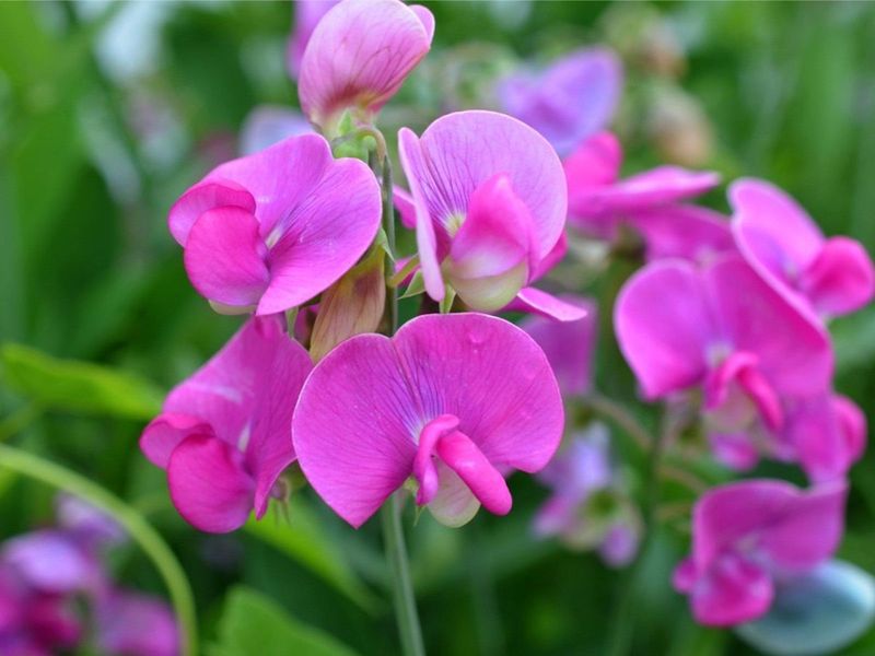 Sweet Peas