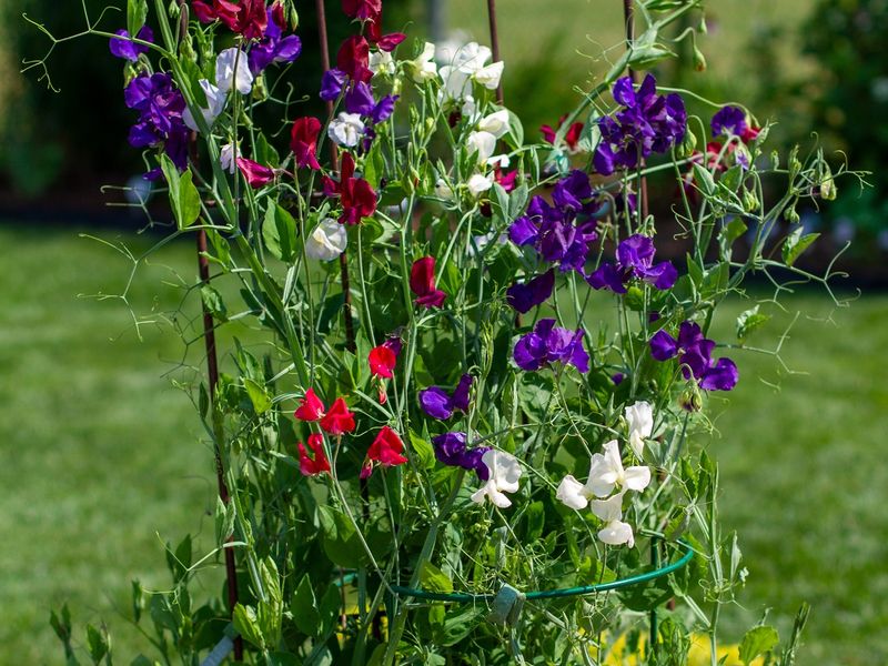 Sweet Peas