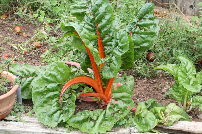 Swiss Chard