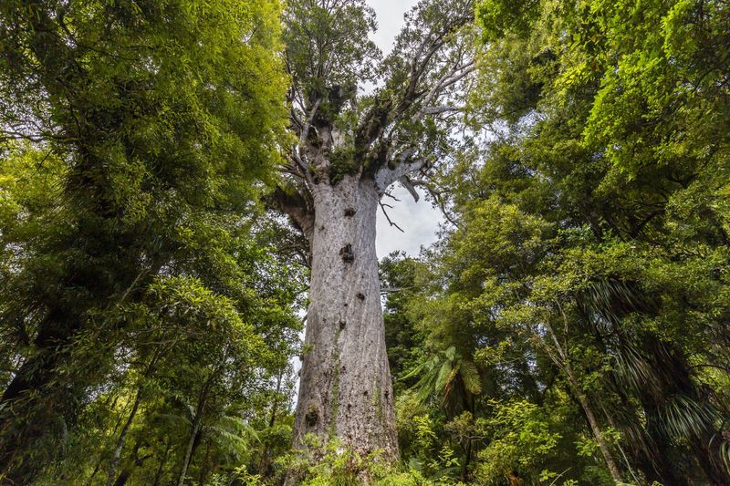 Tane Mahuta