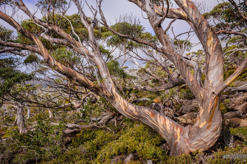 Tasmanian Snowgum (Eucalyptus coccifera)