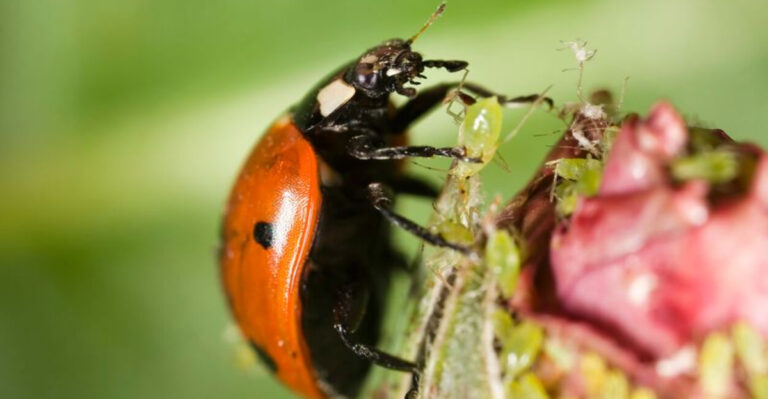 The 12 Best Organic Solutions for Garden Pests
