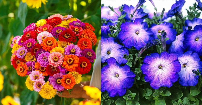 The 20 Best Flowers For A Windowsill Garden Box