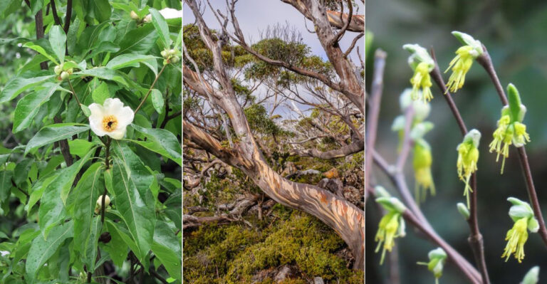 The 20 Rarest Shrubs You’ll Encounter Outdoors