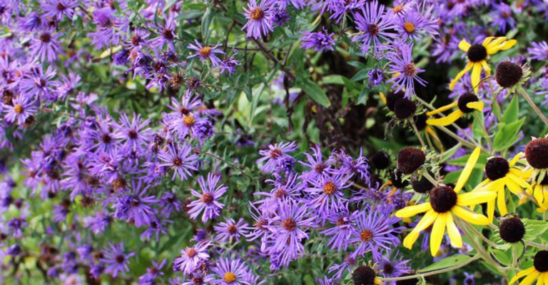 The Benefits of Growing Native Plants