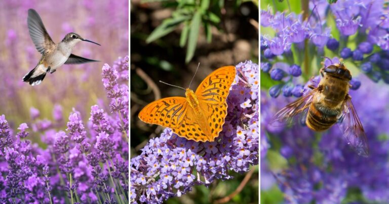 The Irresistible Purple Shrub That Lures Hummingbirds, Butterflies, and Bees