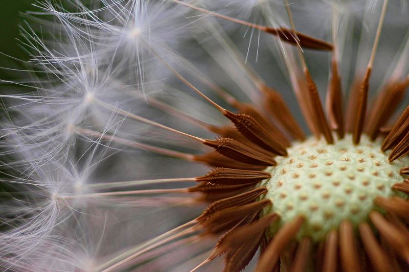 The Magic of Seed Dispersal