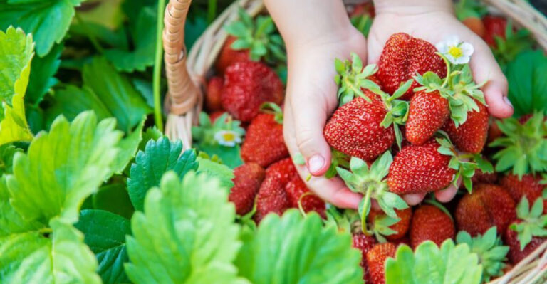 The Perfect Gardening Schedule: What to Do Every Month