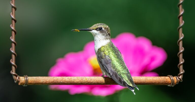 The Perfect Spot for Your Hummingbird’s Swing: Watch Them Thrive!