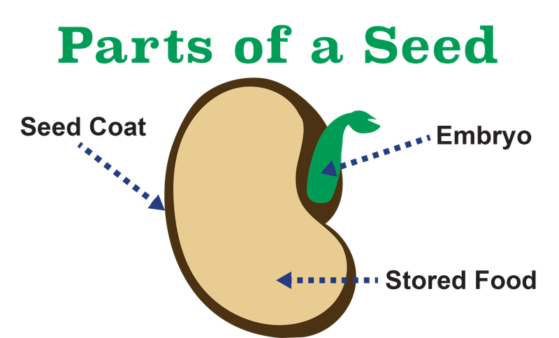 The Protective Power of Seed Coats