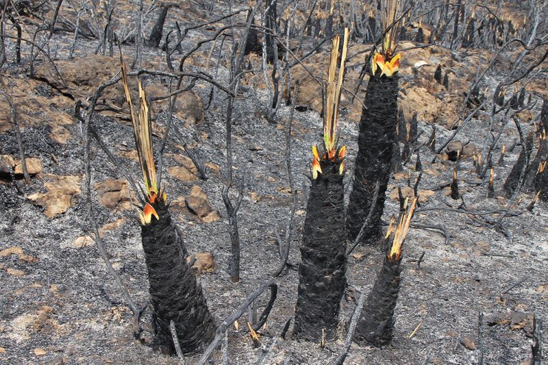 The Role of Fire in Seed Germination