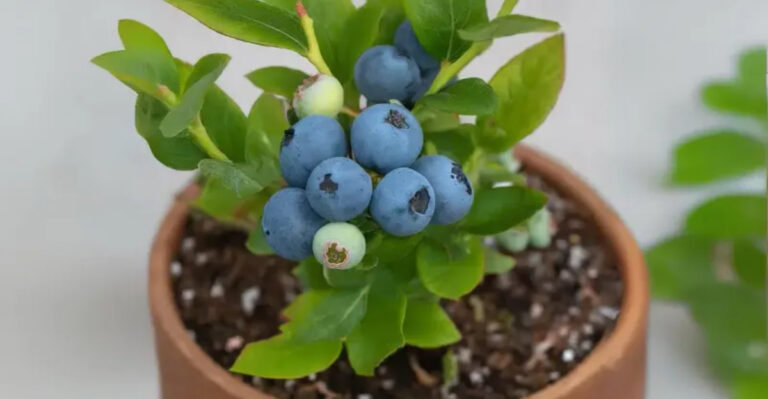 The Simplest Way to Grow Blueberries in Pots: Expert Insights