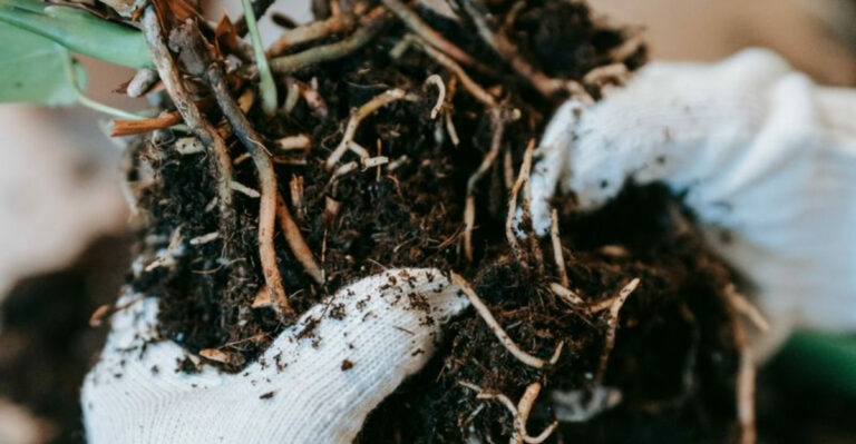 The Top 10 Microscopic Allies for Successful Gardening