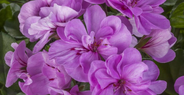 The Top 20 Flowers for Vertical Gardens